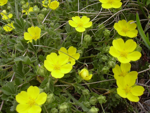 Potentilla incana / Potentilla canuta